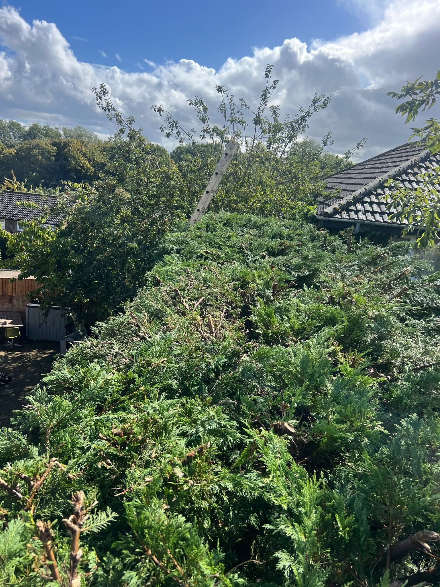 High-angle view along the freshly topped flat ridge of a dense evergreen hedge with a ladder among the foliage