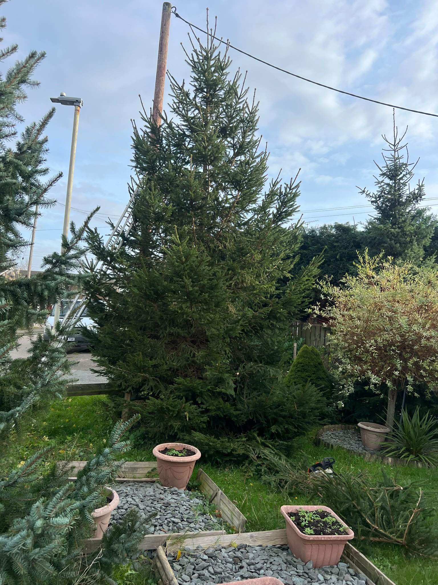 Tall evergreen tree with a ladder against it, cut branches and a chainsaw on the lawn in a landscaped garden