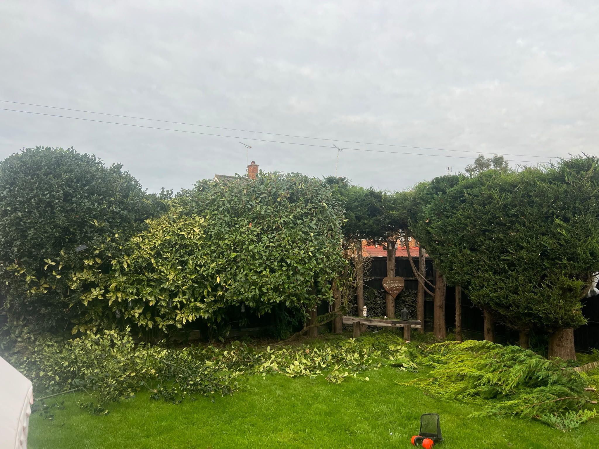 Lawn covered in fresh evergreen and variegated hedge clippings with ear defenders and a wooden bench