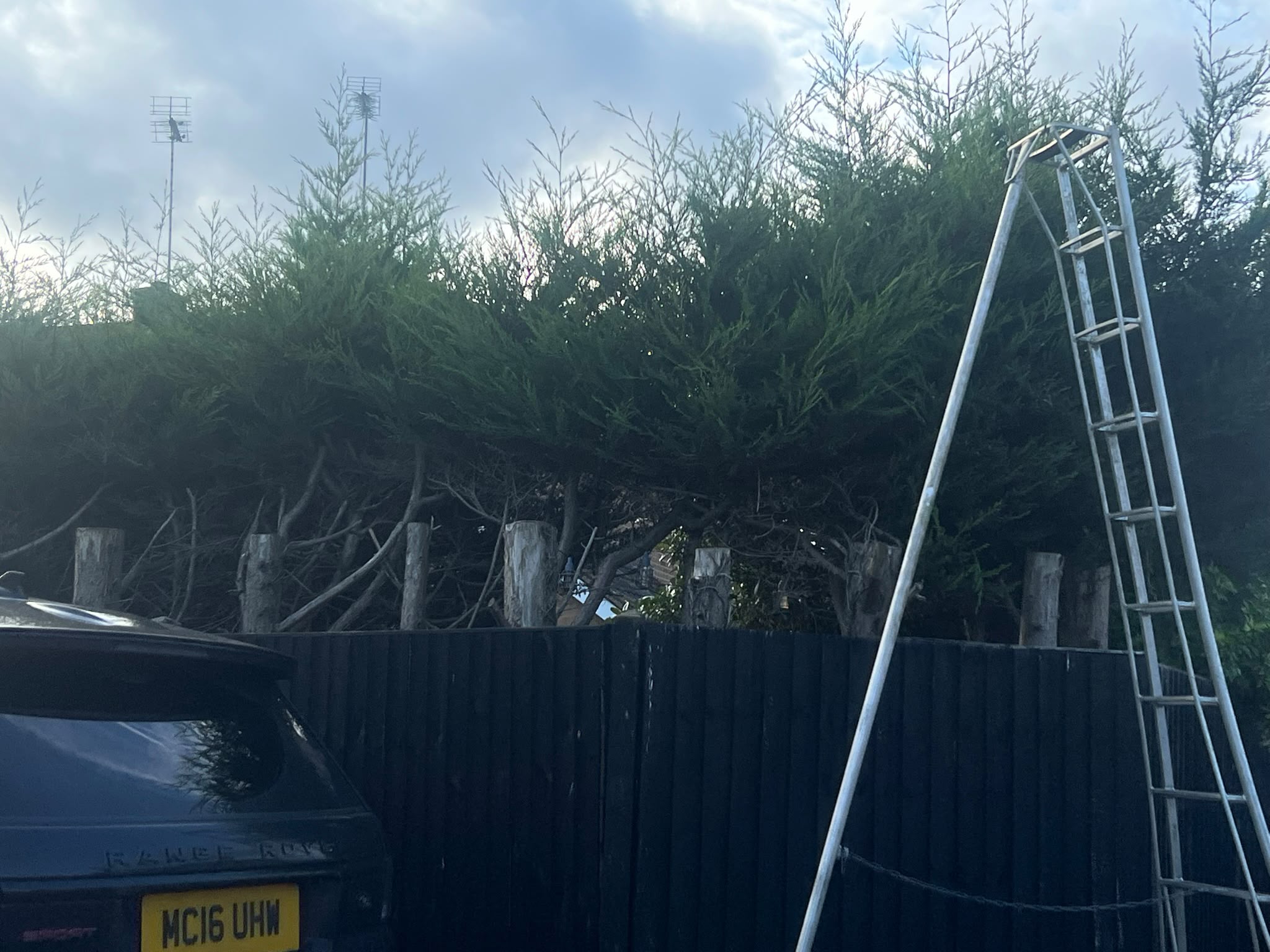Overgrown evergreen hedge with lower trunks cleared and a tall tripod ladder beside a wooden fence