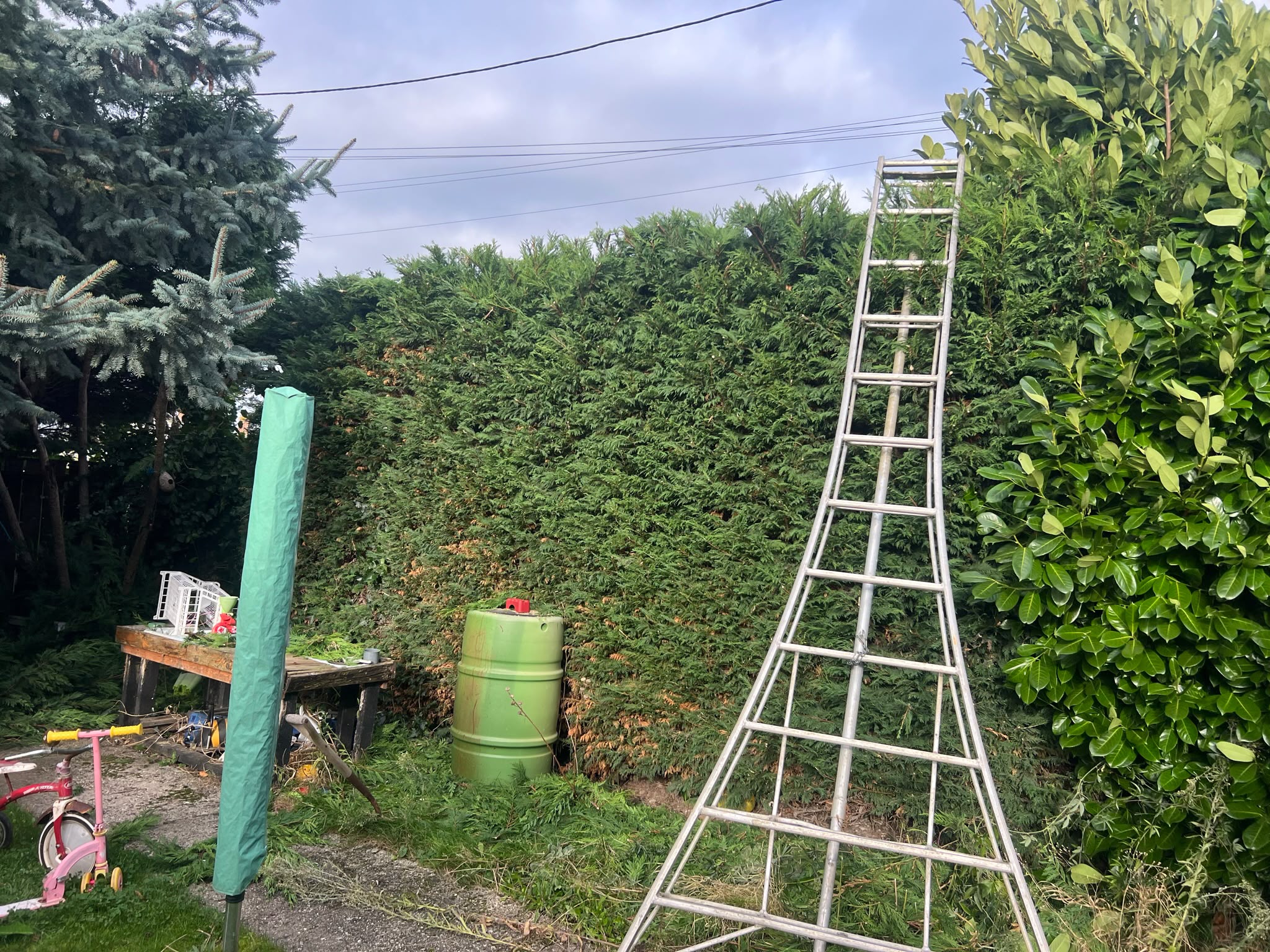 Tall silver tripod ladder against a high trimmed evergreen hedge with clippings and a water butt in a garden