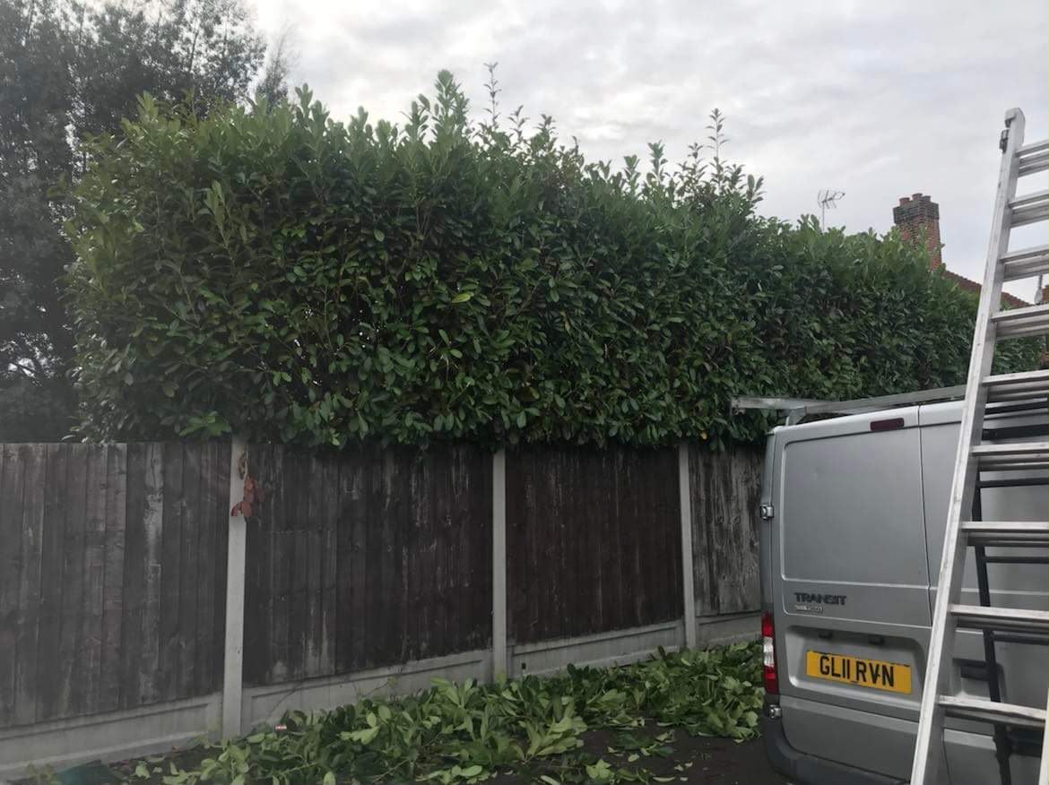 Tall dense laurel hedge neatly trimmed flat above a wooden fence with cuttings on the ground and a work van