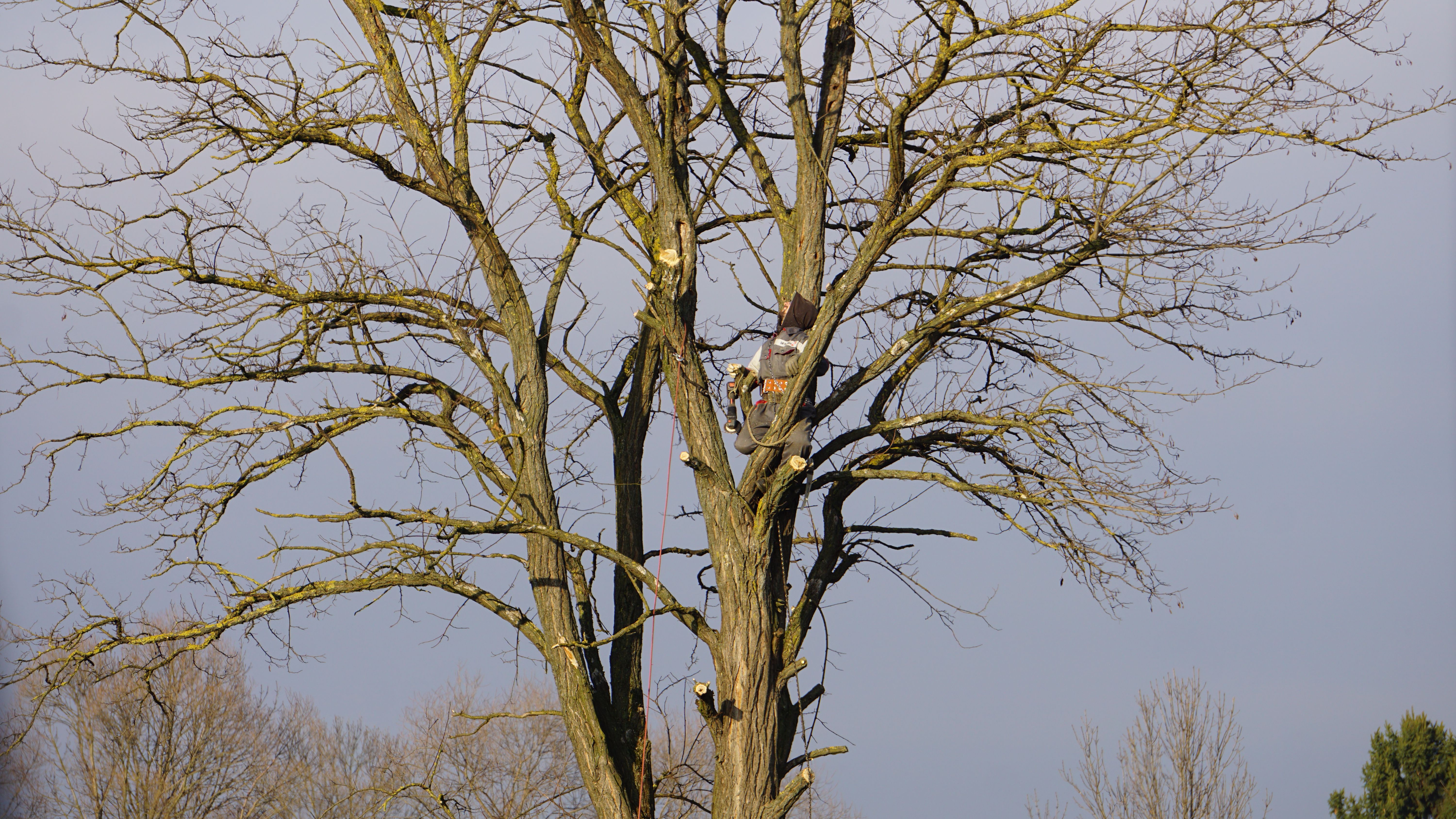 Arborist climbing a mature tree with harness, spikes, and chainsaw