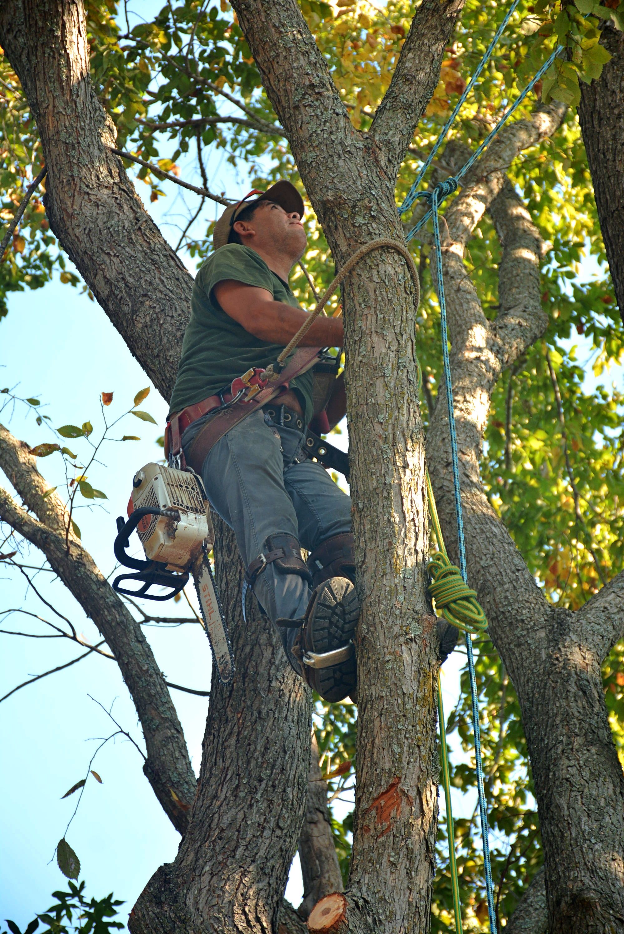 Tree surgeon working high in a mature tree canopy with climbing rope